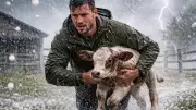 Viral Video: Man's Swift Rescue of Calf in Hailstorm Captures Hearts