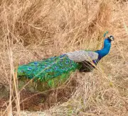 Water Crisis Hits Pune Urban Forests, Threatening Green Cover and Biodiversity