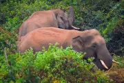 Wild Elephants Stray into Bhubaneswar's Sikharchandi Area, Sparking Panic Among Residents