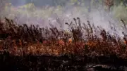 Wildfires Intensify in Eastern US, Fueled by Climate and Drought
