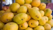 World's Most Expensive Mango Varieties: From $3,000 Pairs to Rare Finds