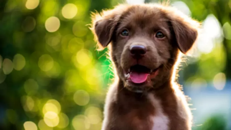 10 Adorable Puppy Names That Make Dogs Sound Even Cuter in Real Life