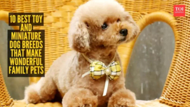 10 Best Toy and Miniature Dog Breeds for Wonderful Family Pets