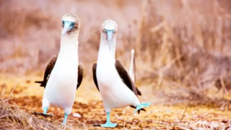 10 Birds with Hilariously Awkward Names and Where to Find Them