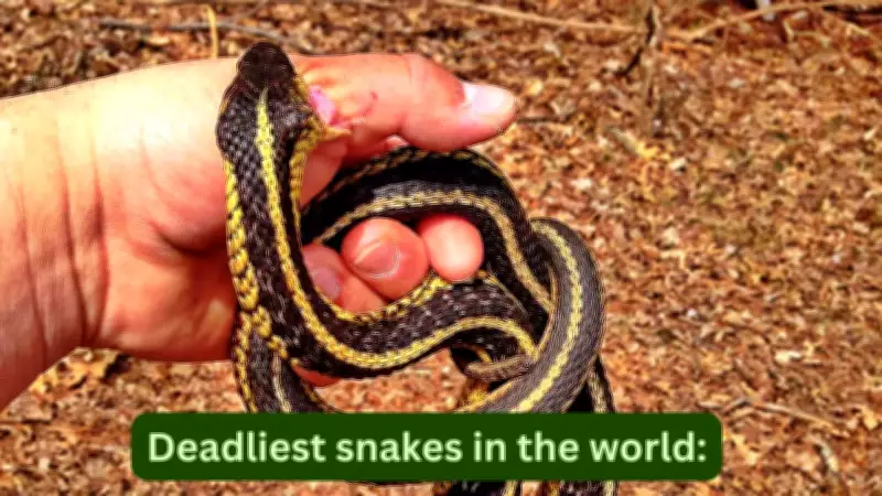 10 Deadliest Snakes in the World: Travel Safety Guide for Tourists