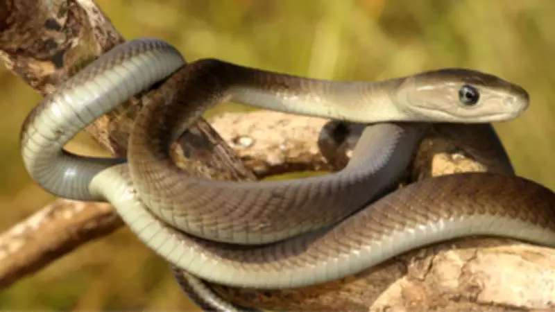 10 Fascinating Facts About the Black Mamba, the World's Fastest Snake