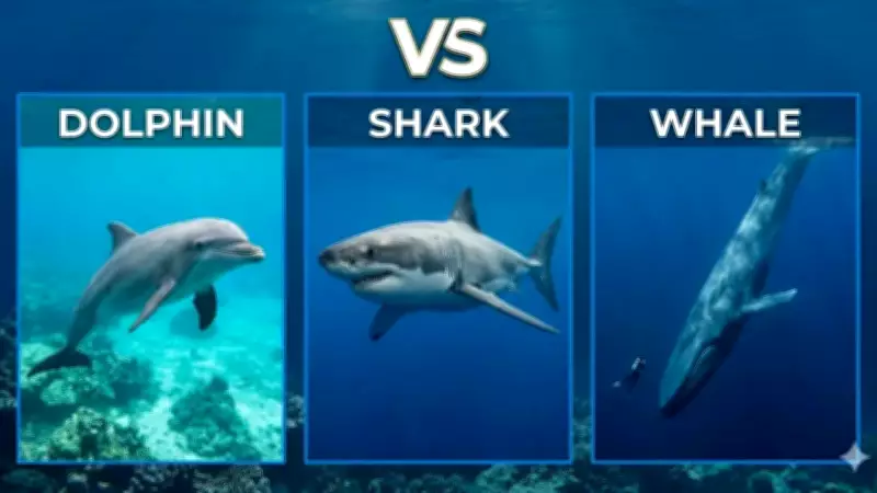 10 Major Differences Between Dolphins, Sharks, and Whales
