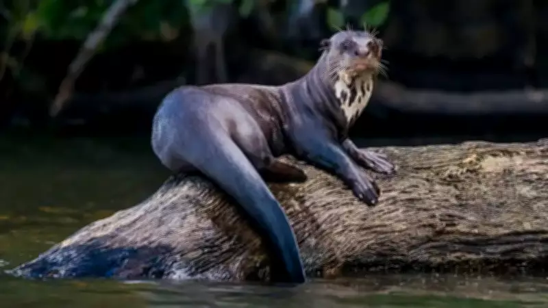 10 Rare Amazon River Basin Animals You Need to Know About