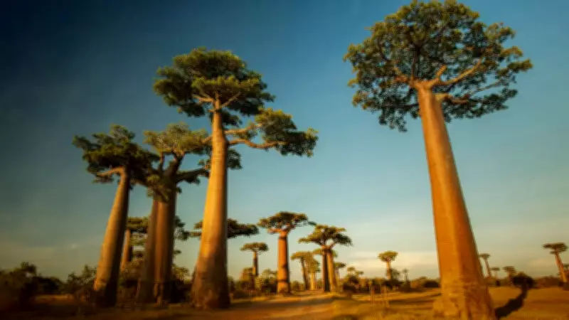 10 Strangest Trees in the World and Where to Find Them