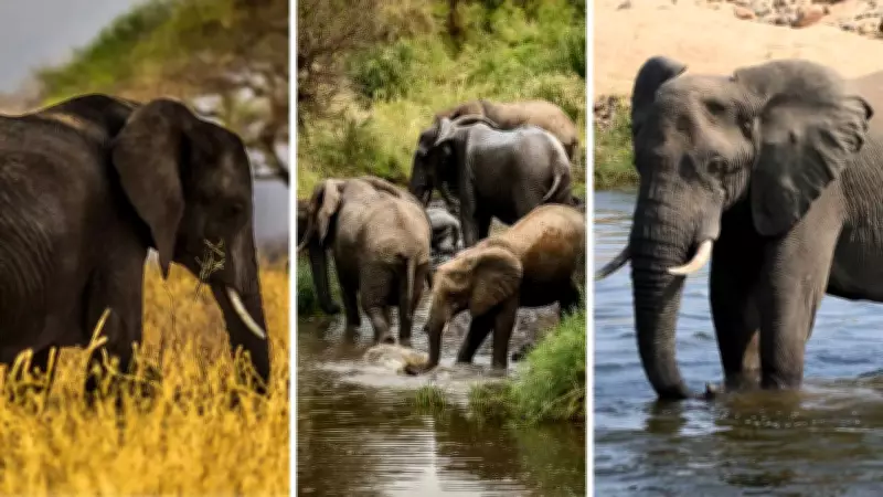 10 Surprising Elephant Facts That Sound Too Wild to Be True