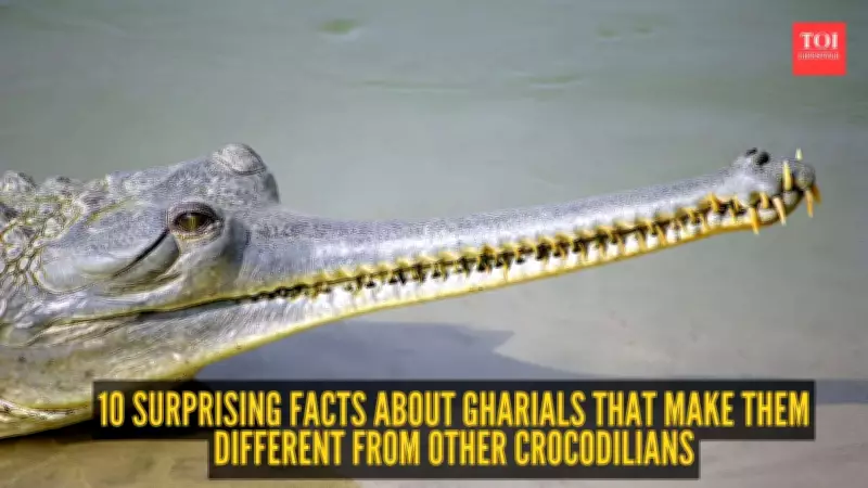 10 Surprising Facts About Gharials That Set Them Apart from Other Crocodilians