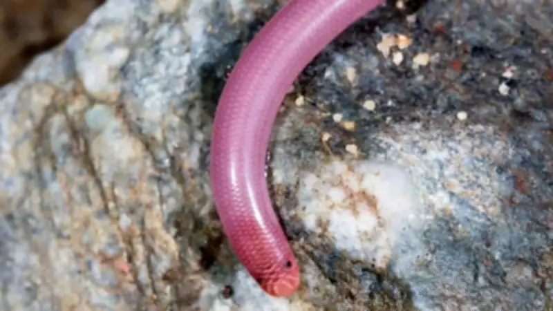 10 Tiny Snakes So Small You Might Mistake Them for Worms