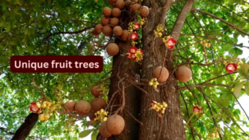 10 Unique Fruit Trees Around the World and Where to Find Them