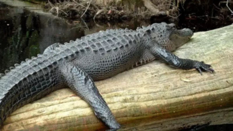 10 Unique US Animals Found Nowhere Else on Earth