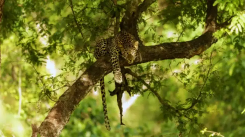 10-Year-Old Boy Critically Injured in Leopard Attack in Chhattisgarh