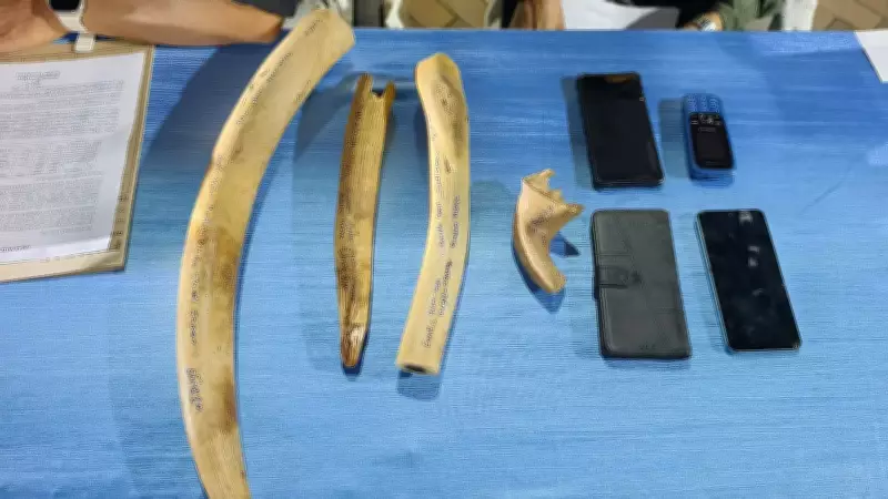 117 Elephant Tusks Seized in Odisha Since 2020 Expose Rampant Poaching