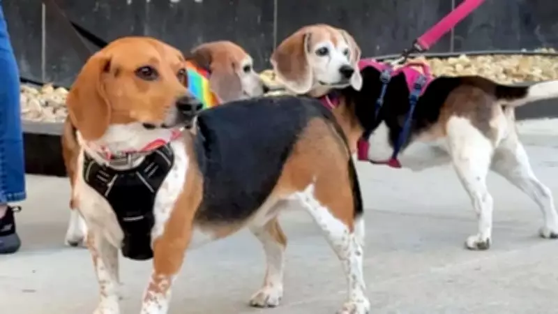 1,500 Beagles Rescued from Wisconsin Lab, Find Homes Across US