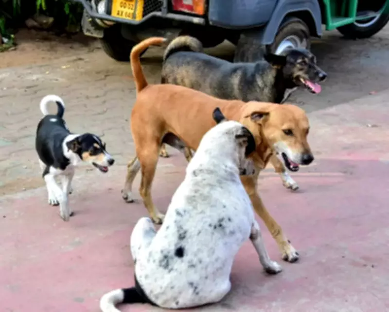 18 Ghaziabad societies achieve 90% community dog sterilisation