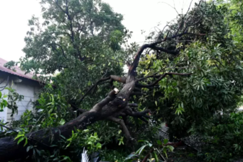 24 Trees Axed in Navi Mumbai for Playground Development