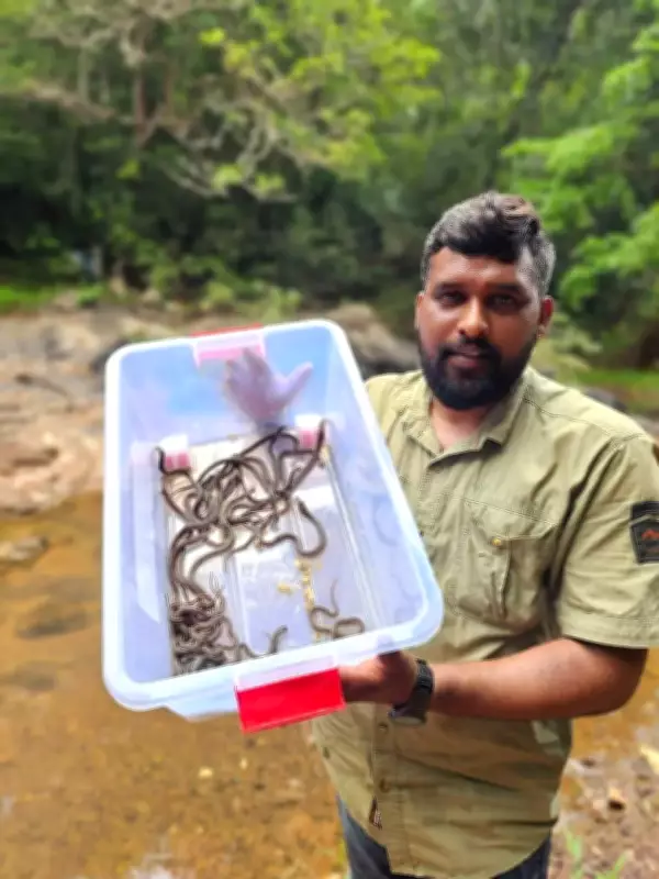 26 Spectacled Cobra Hatchlings Rescued in Mangaluru After Mother Found Dead