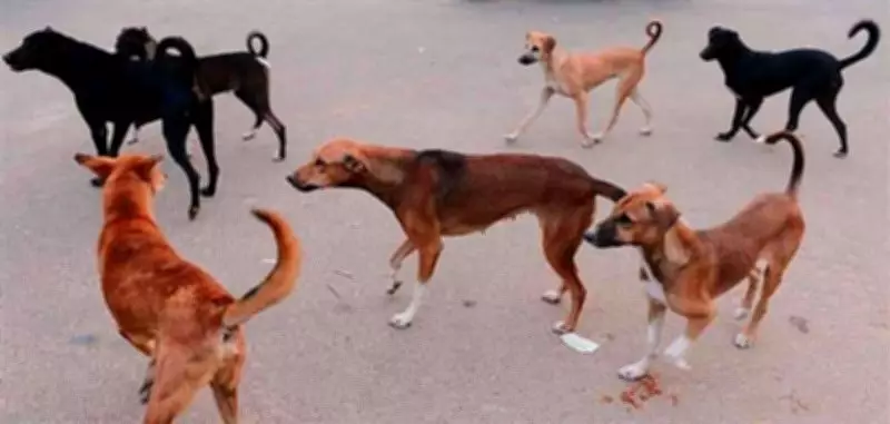 28 Dog Bite Cases Reported Daily in Kangra; Indora Worst Affected