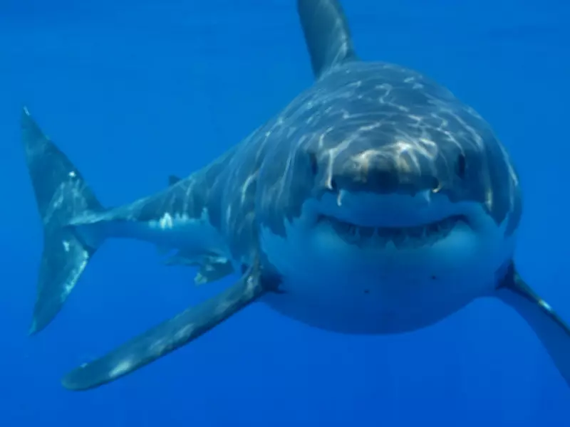 300-Million-Year-Old Shark Teeth Discovered in Ireland's Burren
