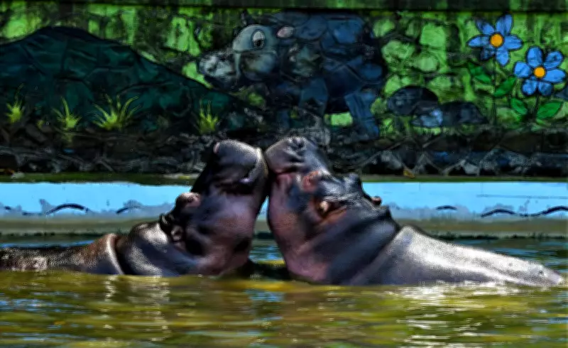 35-Year-Old Hippopotamus Deva Dies at Mumbai's Byculla Zoo