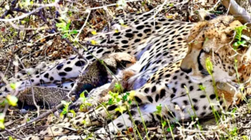 4 Cheetah Cubs Found Dead in MP's Kuno Park, Carcasses Partially Devoured