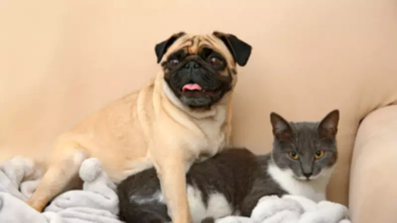 4 Dog Breeds That Get Along Well With Cats: A Guide for Pet Owners