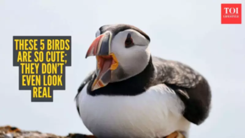 5 Adorable Birds That Look Almost Too Cute to Be Real