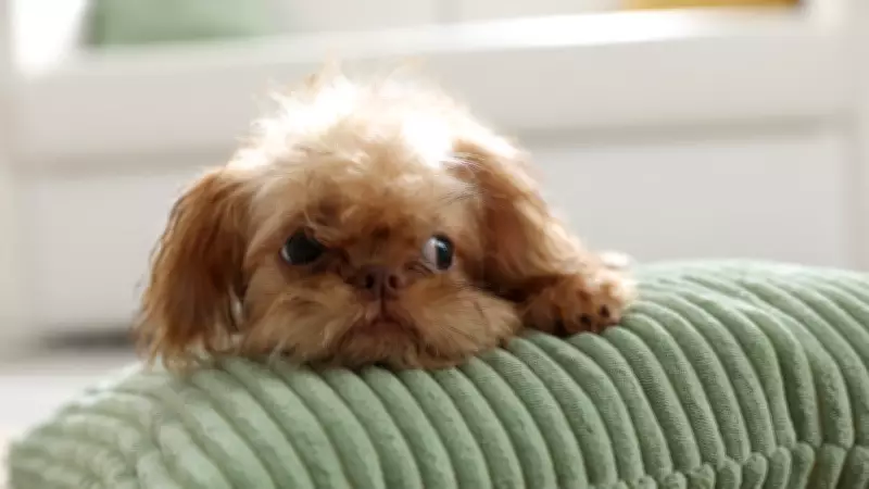 5 Adorable Dog Breeds That Stay Puppy-Sized Forever