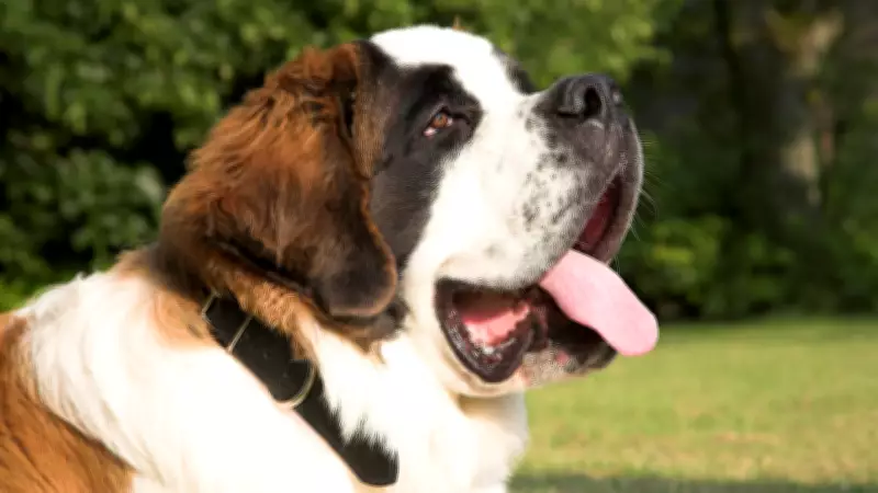 5 Adorable Tall and Large Pet Dog Breeds You Need to Know