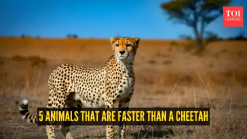 5 Animals Faster Than a Cheetah: From Falcons to Marlin