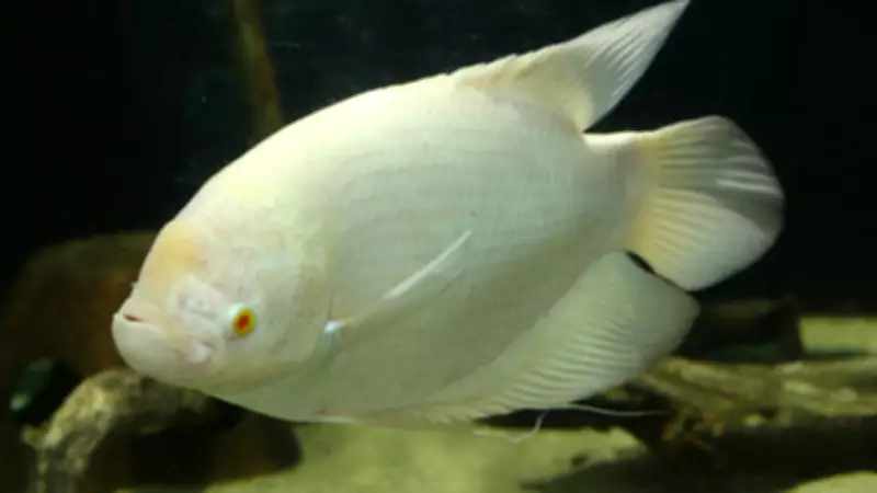 5 Beautiful and Popular Aquarium Fish for Beginners to Start