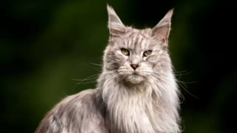 5 Cat Breeds That Look Majestic and Regal: Elegance Personified