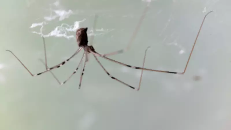 5 Common Kitchen Bugs Hiding Behind Your Refrigerator and Appliances