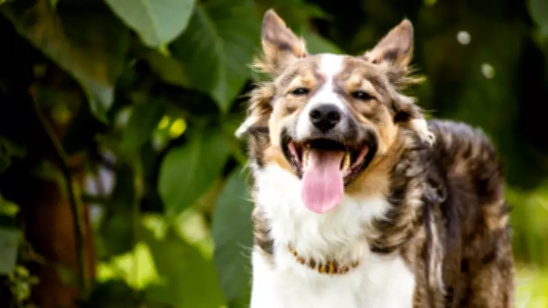 5 Common Signs Your Dog Is in Pain and What to Do About It