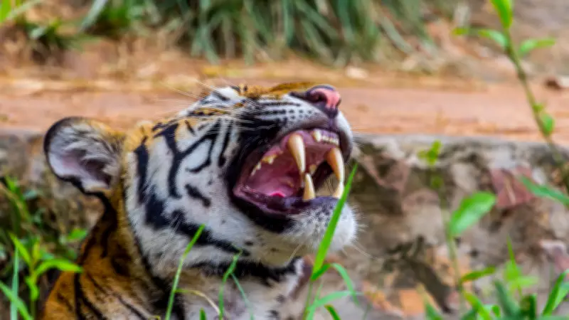 5 Common Tiger Safari Mistakes Tourists Make and How to Avoid Them