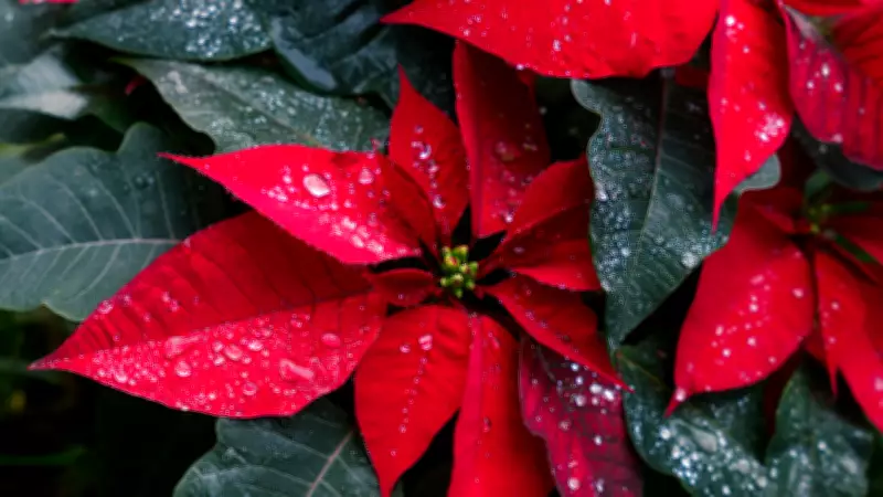 5 Deadly Plants for Dogs: From Daffodils to Castor Beans Revealed