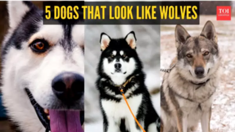 5 Dog Breeds That Are Often Mistaken for Wolves