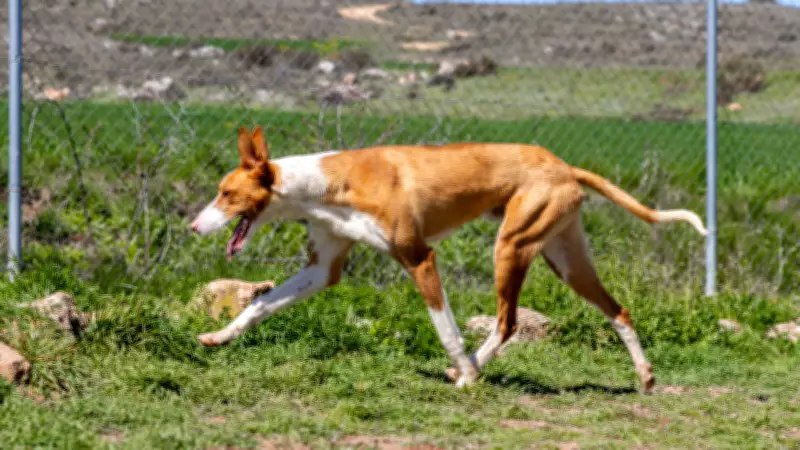 5 Dog Breeds That Excel as Hunters and Make Loyal Family Pets