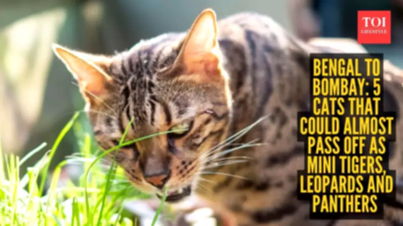 5 Domestic Cats That Resemble Mini Tigers, Leopards, and Panthers