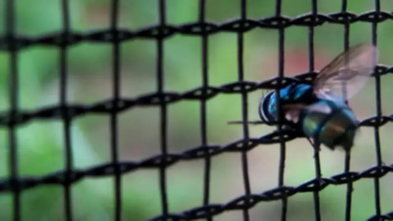 5 Easy Hacks to Keep Houseflies Away from Your Kitchen Permanently