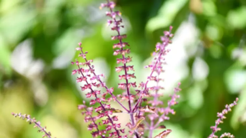 5 Easy Steps to Make Your Tulsi Plant Fuller and Greener