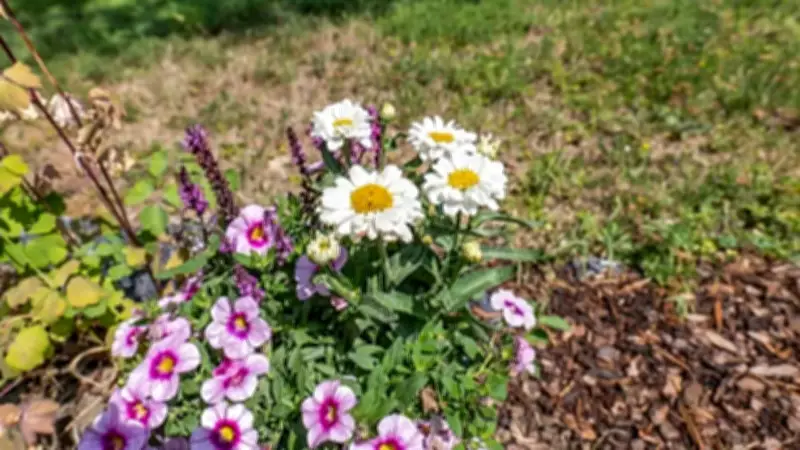 5 Easy Tips to Keep Petunia Plants Healthy and Colourful