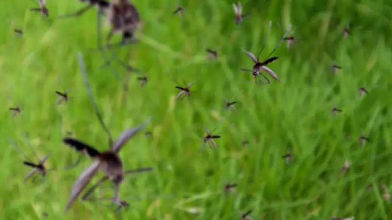 5 Easy Ways to Prevent Mosquito Bites and Keep Them Away from Home