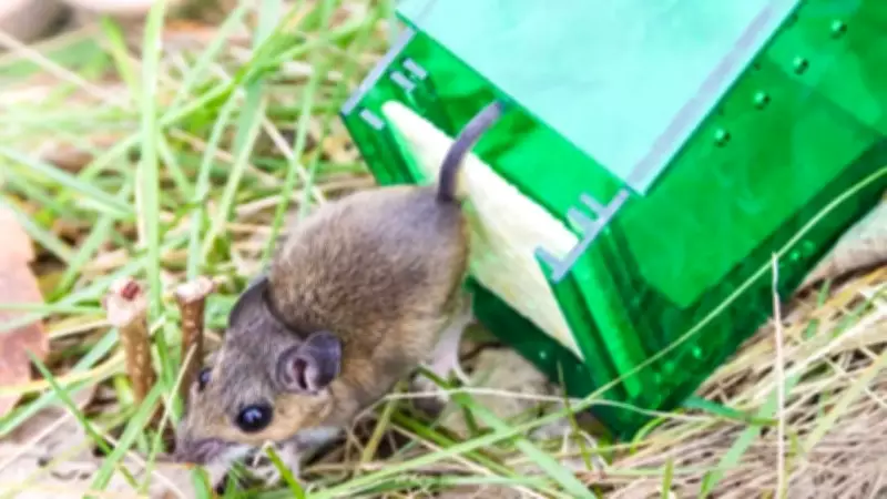 5 Effective Ways to Mole- and Rat-Proof Your Home and Garden