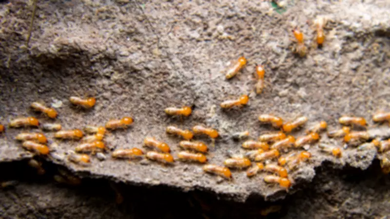 5 Effective Ways to Remove Termites and Save Wooden Interiors
