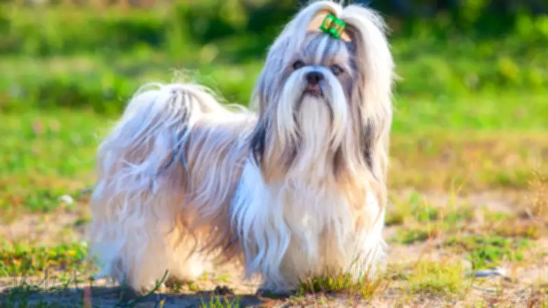 5 Elegant Dog Breeds That Were Part of Royal Families Across History
