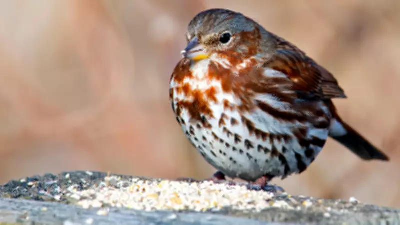 5 Eye-Catching Sparrow Birds Every Nature Lover Should Know